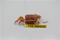 藏品(奧氏後相手蟹)的圖片